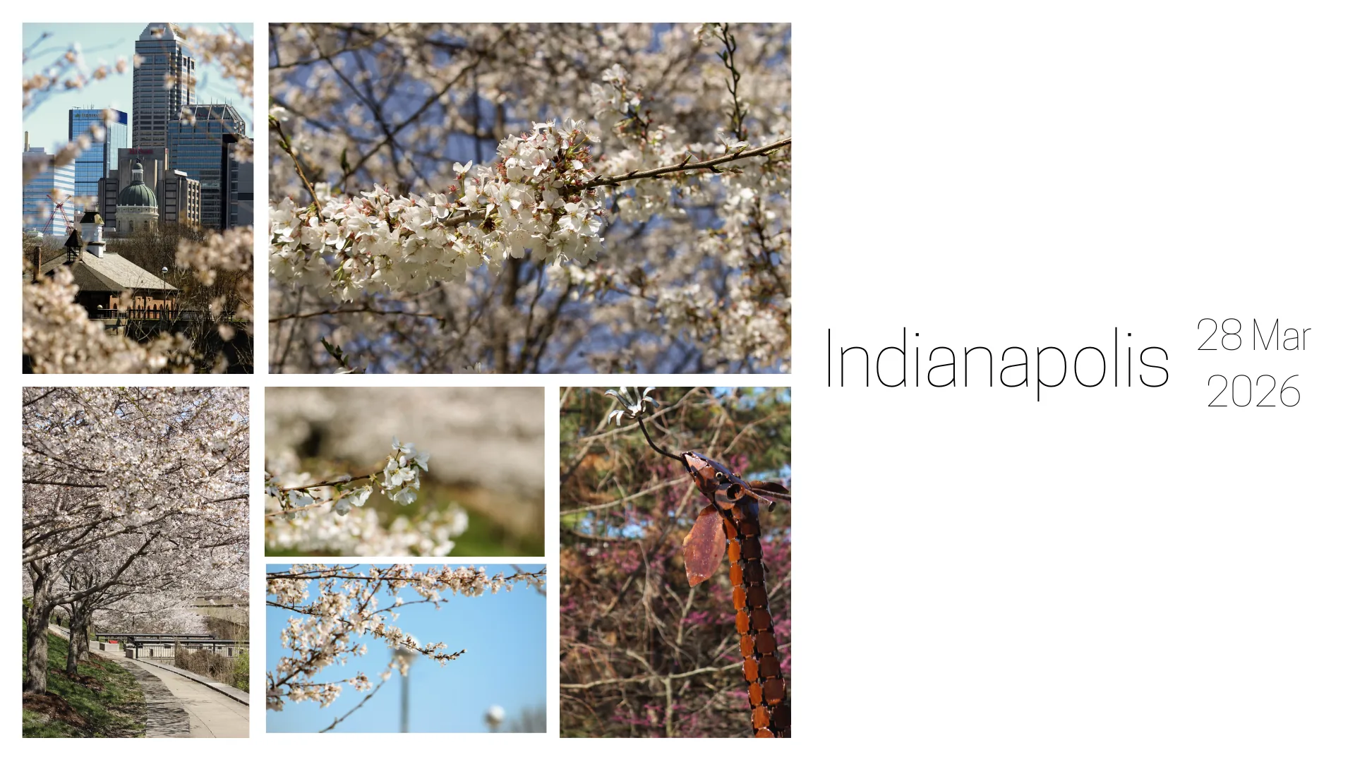 Cherry Blossoms